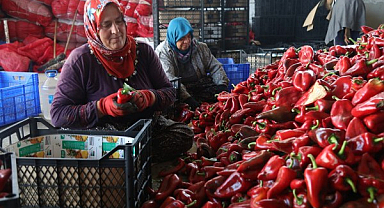 Bafra’da kapya biber hasadı başladı