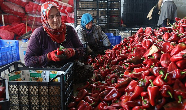 Bafra’da kapya biber hasadı başladı