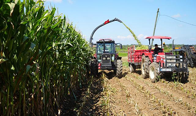 Bafra Ovası'nda rekor silajlık mısır hasadı