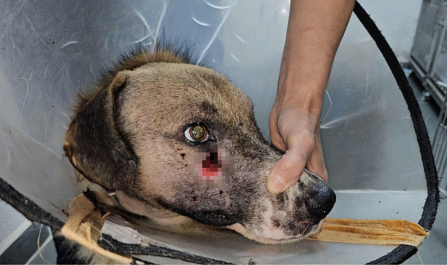 Bartın'da yüzünden vurulan köpeğe Hande Yener sahip çıktı