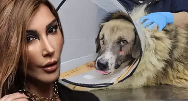 Başından vurulan sokak köpeğini Hande Yener sahiplendi 