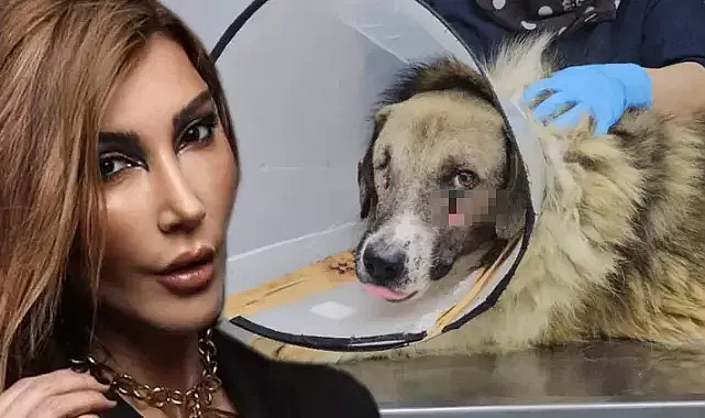 Başından vurulan sokak köpeğini Hande Yener sahiplendi 