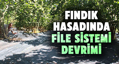 Çarşamba'da fındık hasadında file sistemi yaygınlaşıyor