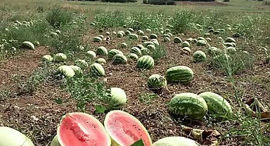 Çiftçi satamıyor! Tüketici alamıyor!