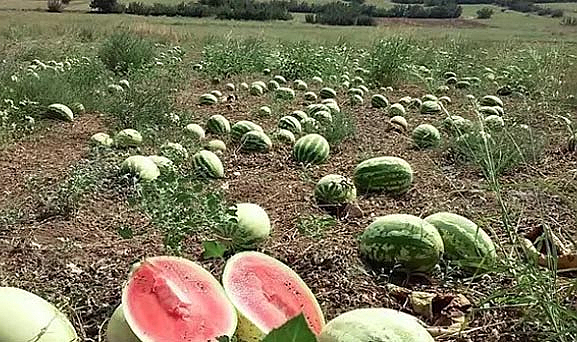 Çiftçi satamıyor! Tüketici alamıyor!