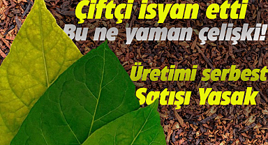 Çiftçiden tütün isyanı! Üretimi serbest satışı yasak 