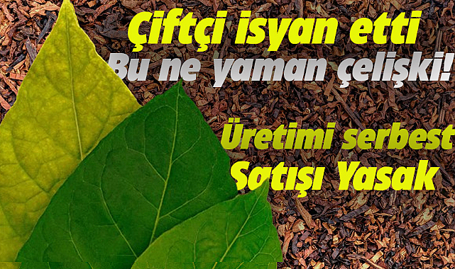 Çiftçiden tütün isyanı! Üretimi serbest satışı yasak 