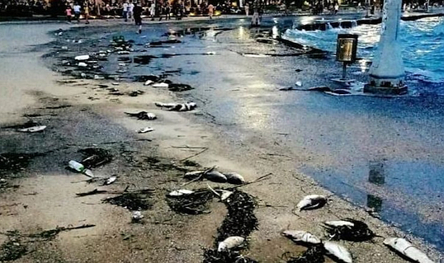 Ege Denizi’nde tatlı su balıkları karaya vurdu, paniğe neden oldu