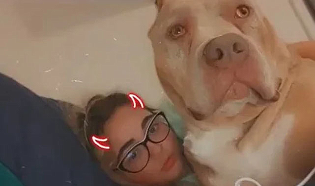 Evde beslediği Pitbull doğum gününde kadını yedi