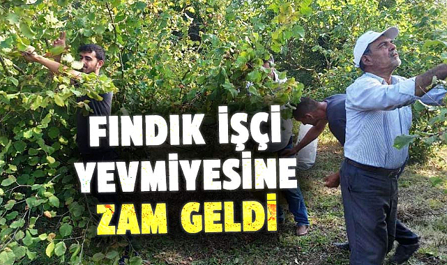 Fındık işçi yevmiyesine zam geldi