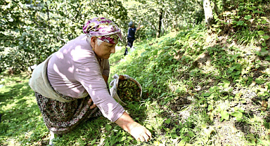 Fındık üreticisinin kabusu: Kokarca ve tüccar fiyatlarını düşürüyor