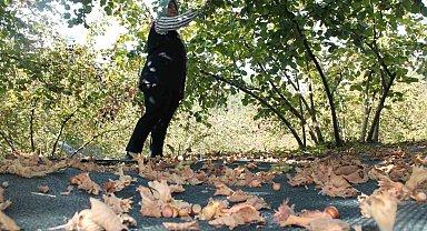 Fındıkta fileyle hasat maliyetleri düşürüyor