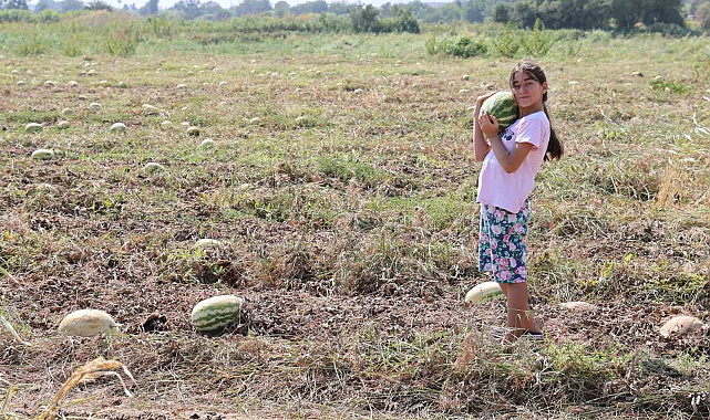 Fiyatlar düşünce karpuz tarlada kaldı
