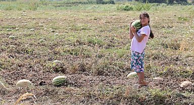 Fiyatlar düşünce karpuz tarlada kaldı