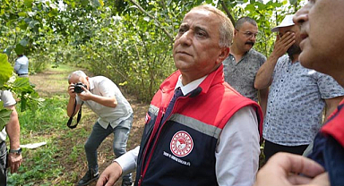 İşte fındığın en iyi hasat şekli ve kalite artırımı yöntemleri