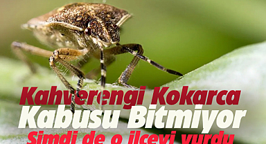 Kahverengi kokarca böceği Çarşamba'yı vurdu