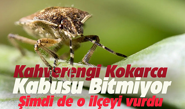 Kahverengi kokarca böceği Çarşamba'yı vurdu