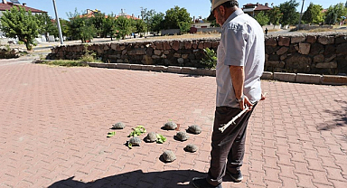 ‘Kaplumbağa terbiyecisi’ Nevşehir’de