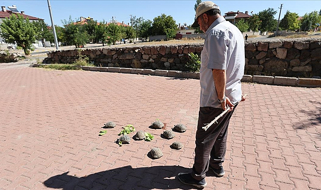 ‘Kaplumbağa terbiyecisi’ Nevşehir’de
