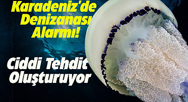 Karadeniz'de denizanası alarmı!