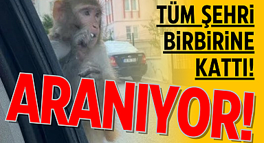 Karadeniz'de maymun alarmı! İnsanlara saldırıyor