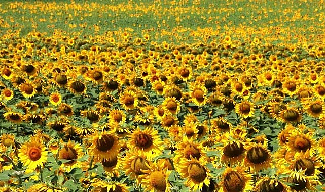 KARADENİZBİRLİK, 2024 ayçiçeği ön alım fiyatını 19 bin lira olarak belirledi