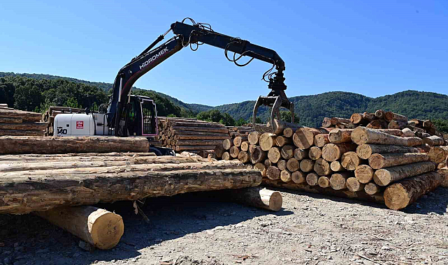 Karadeniz'in en büyük orman deposu Sinop'ta