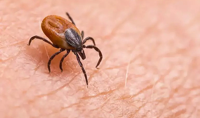 Kene ısırığı sonucu hayatını kaybetti! Aşısı yok