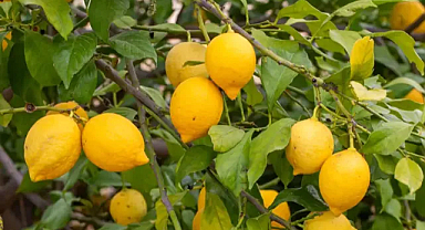 Limon fiyatları üretici ve tüketiciyi nasıl etkiliyor