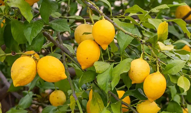 Limon fiyatları üretici ve tüketiciyi nasıl etkiliyor