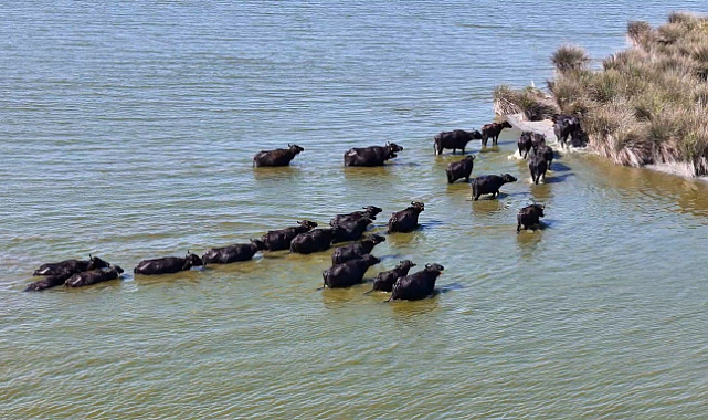 Manda popülasyonu tehlike altında!