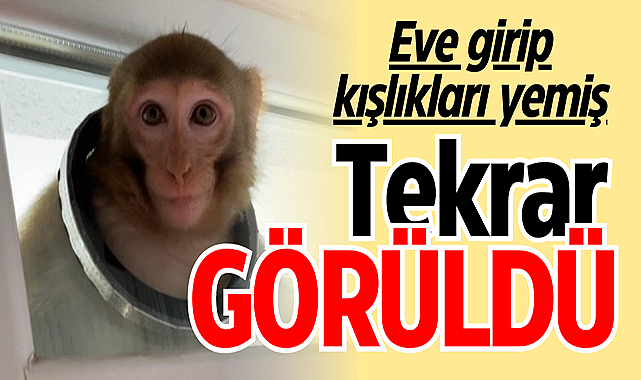 O maymun yine görüldü! Çorum'da maymun paniği sürüyor