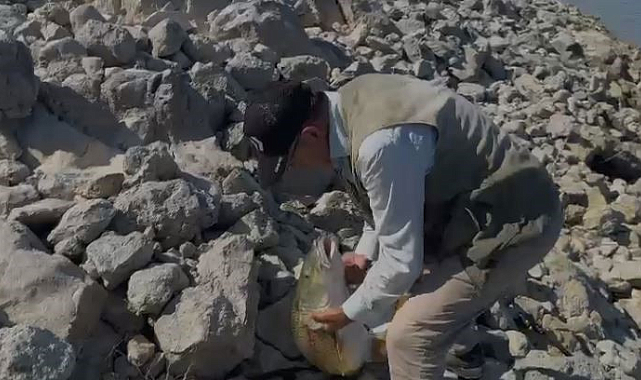 Oltaya takılan 35 kiloluk dev turna balığını kucaklamak istedi