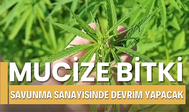 OMÜ'den savunma sanayisine kenevir devrimi