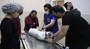 OMÜ Hayvan Hastanesi'nde 20 bin hayvana şifa dağıtıldı