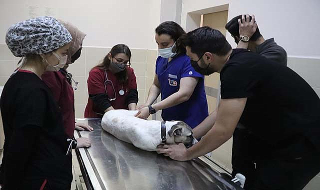 OMÜ Hayvan Hastanesi'nde 20 bin hayvana şifa dağıtıldı