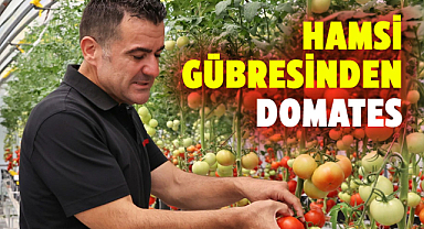 OMÜ'nün çevre dostu projesi ile hamsi gübresinden domates