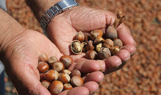 Ordu'da kahverengi kokarca fındığı vurdu