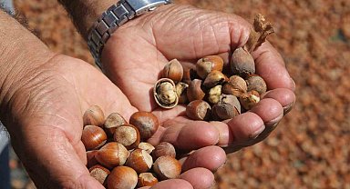 Ordu'da kahverengi kokarca fındığı vurdu