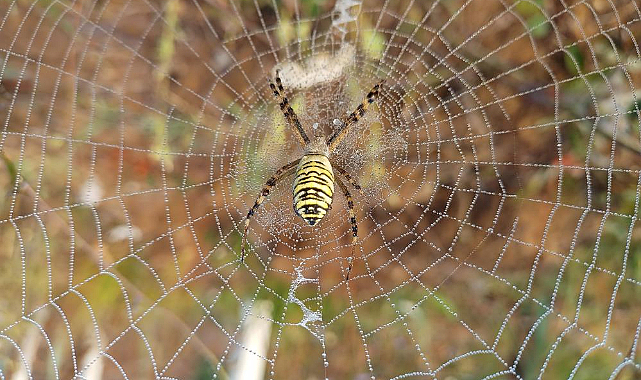 Örümceklerin ağ örme sanatı: Doğanın mucizesi