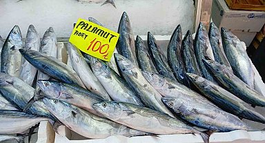 Palamut bolluğu vatandaşın yüzünü güldürüyor