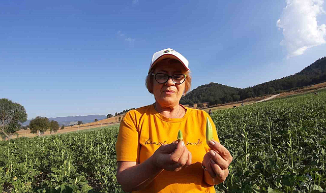 Pazarda 180, kendin toplarsan 80 lira