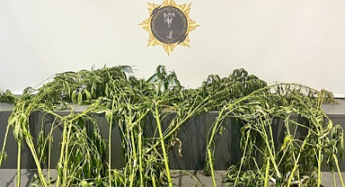 Samsun'da 19 kök kenevir ele geçirildi