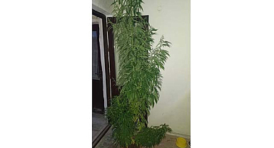 Samsun'da 2,5 metrelik kenevir bitkisi ele geçirildi