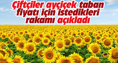 Samsun'da çiftçiler ayçiçek taban fiyatının 25 TL olmasını istiyor