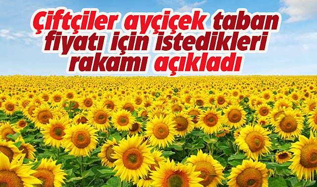 Samsun'da çiftçiler ayçiçek taban fiyatının 25 TL olmasını istiyor