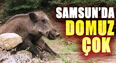 Samsun'da domuzlar çoğaldı! Avcılara çağrı