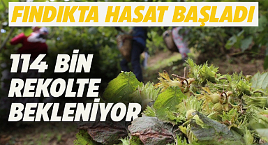 Samsun'da fındık hasadı başladı