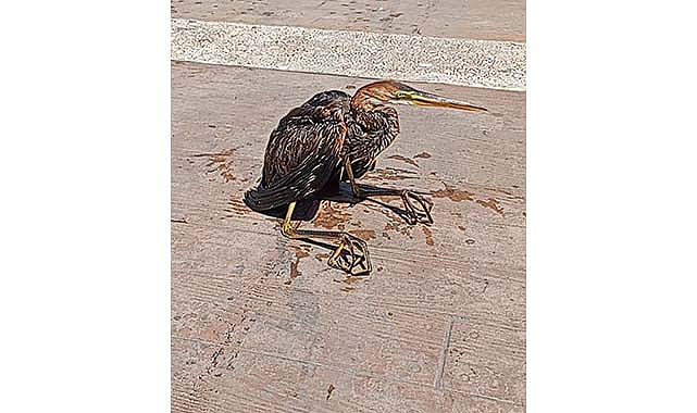 Samsun’da iskele demirlerine takılan balıkçıl kurtarıldı