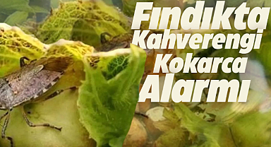 Samsun'da kahverengi kokarca alarmı